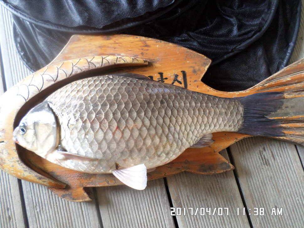 입석에대물44cm 호조황 (조황조행기 - 낚시점조황)