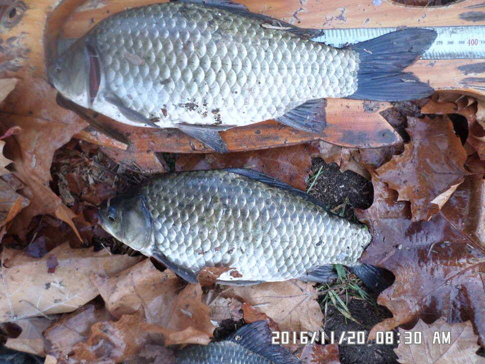 충주 탄금호 낚시조황 (조황조행기 - 낚시점조황)