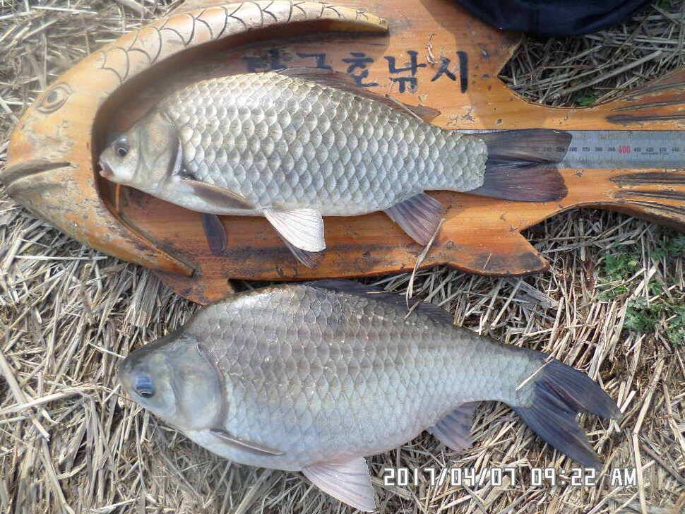 입석에대물44cm 호조황 (조황조행기 - 낚시점조황)