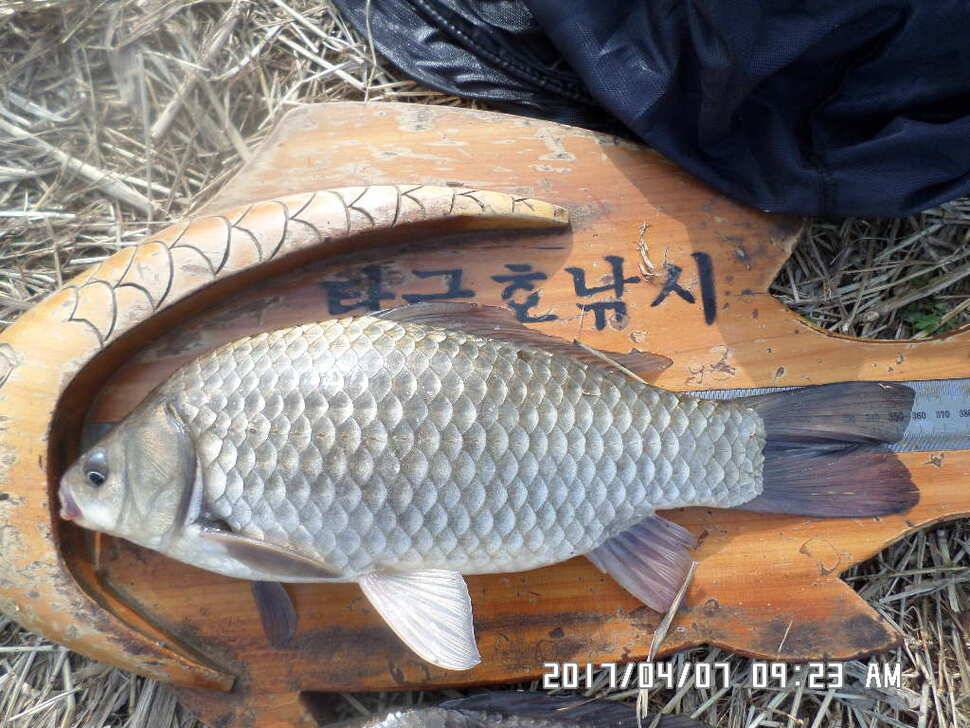 입석에대물44cm 호조황 (조황조행기 - 낚시점조황)
