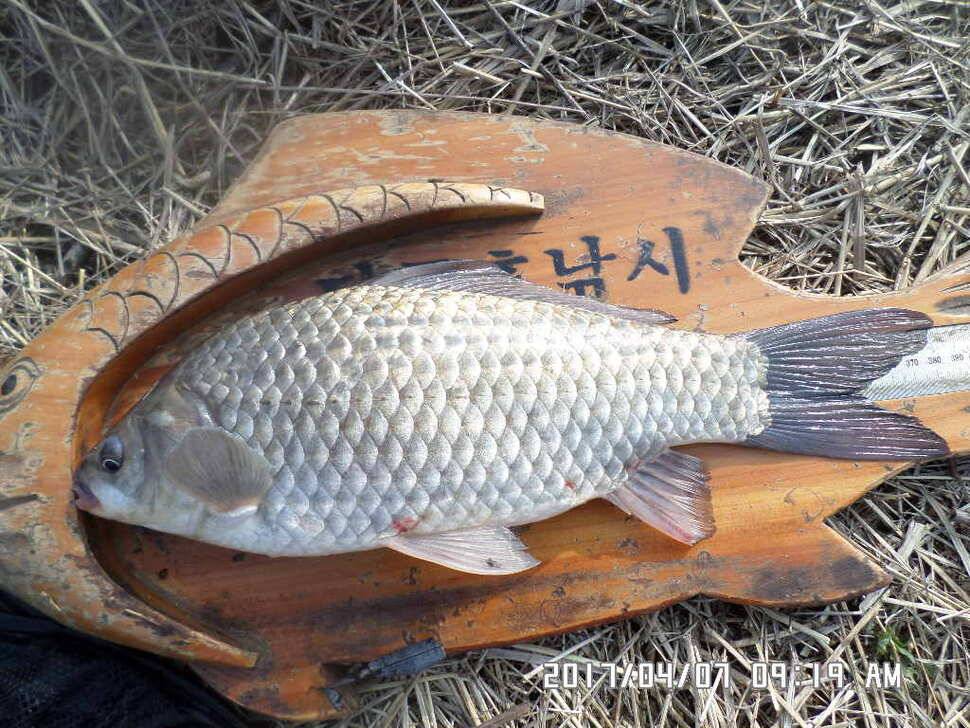 입석에대물44cm 호조황 (조황조행기 - 낚시점조황)
