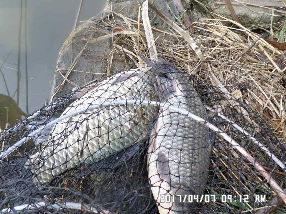 입석에대물44cm 호조황 (조황조행기 - 낚시점조황)