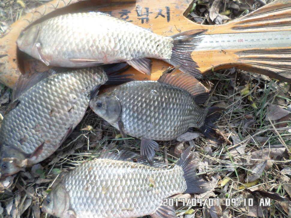 입석에대물44cm 호조황 (조황조행기 - 낚시점조황)