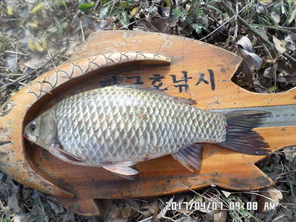 입석에대물44cm 호조황 (조황조행기 - 낚시점조황)