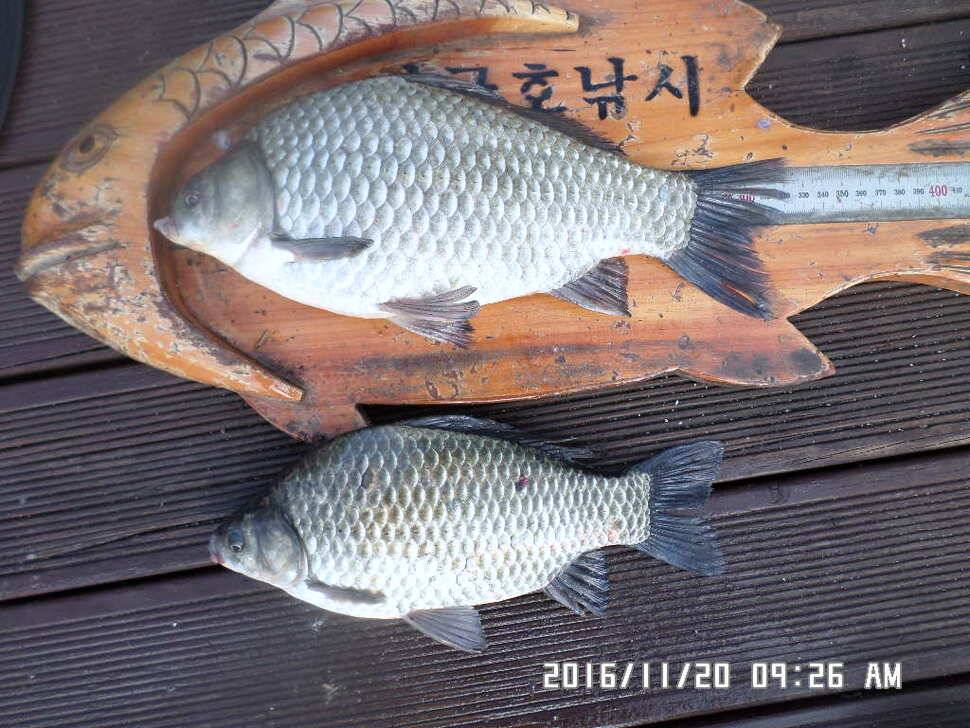 충주 탄금호 낚시조황 (조황조행기 - 낚시점조황)