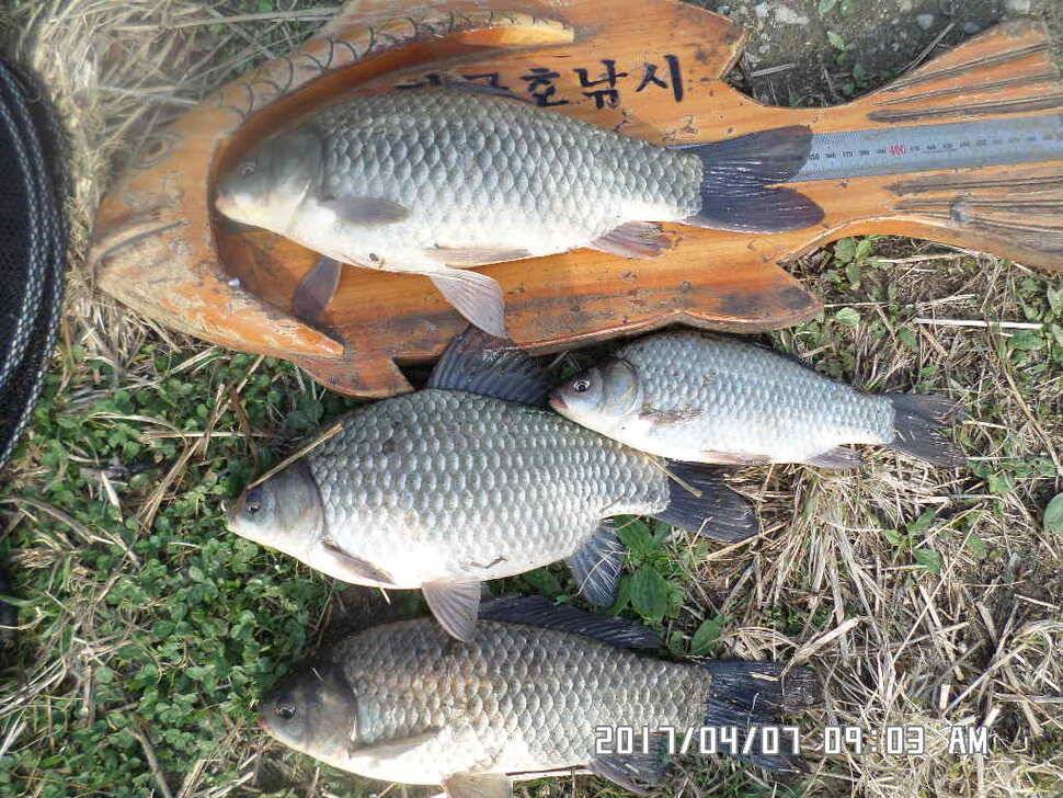 입석에대물44cm 호조황 (조황조행기 - 낚시점조황)