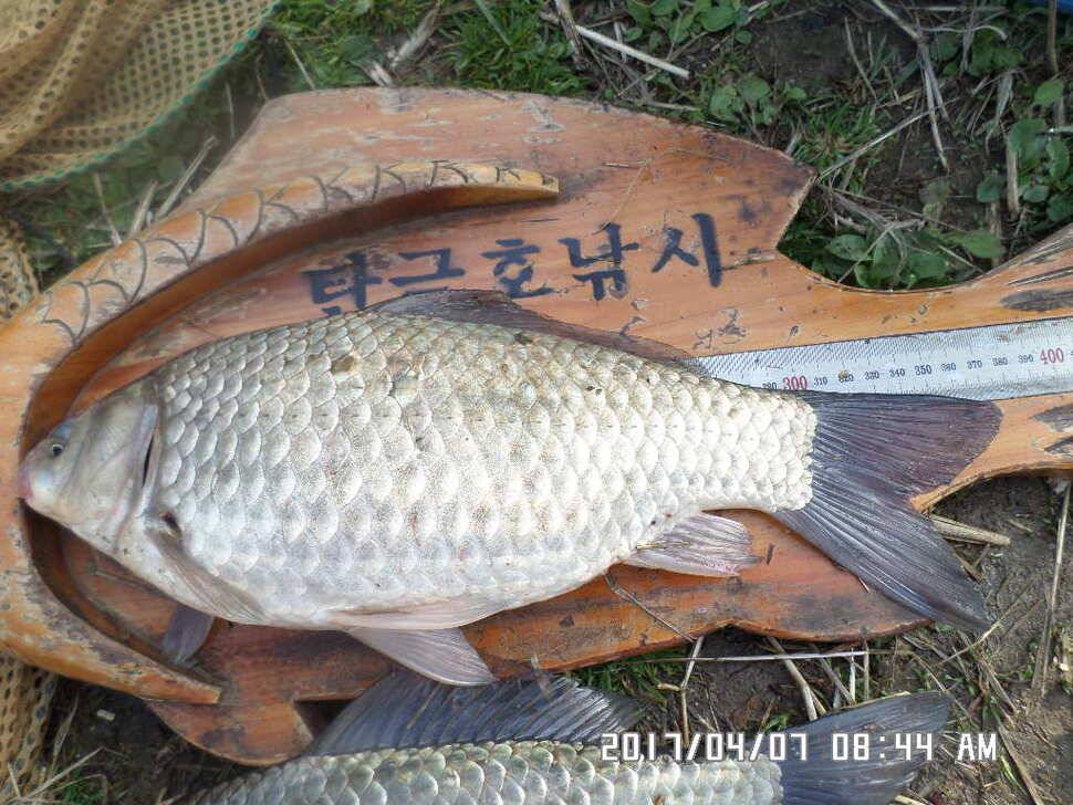 입석에대물44cm 호조황 (조황조행기 - 낚시점조황)
