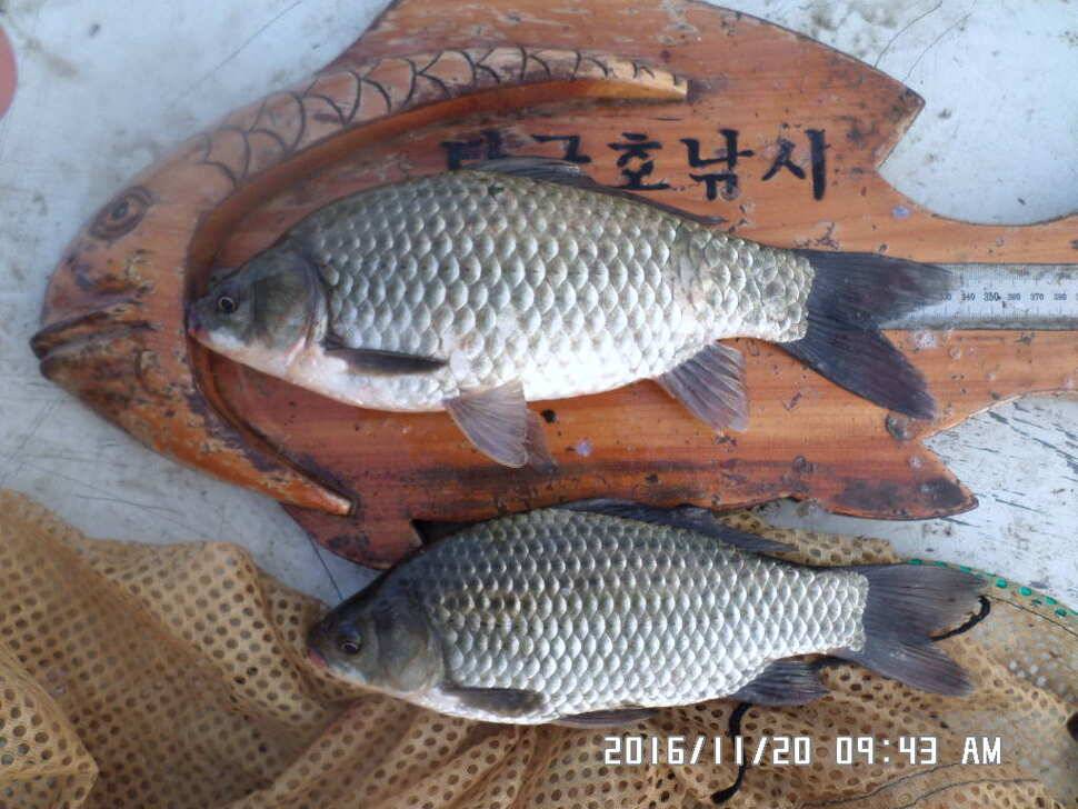 충주 탄금호 낚시조황 (조황조행기 - 낚시점조황)