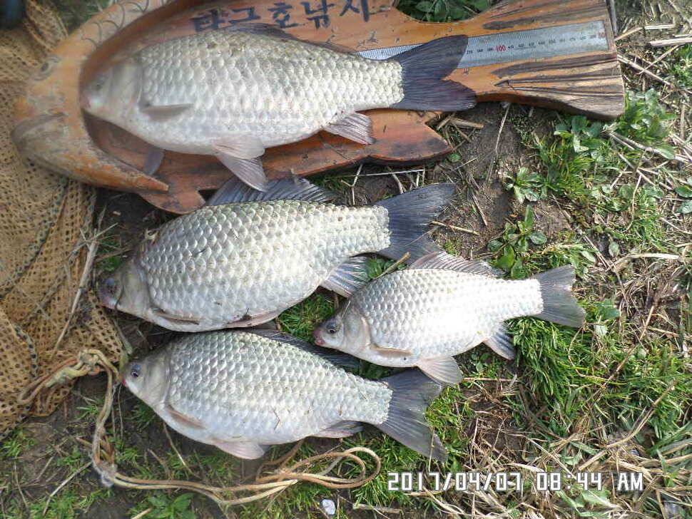 입석에대물44cm 호조황 (조황조행기 - 낚시점조황)