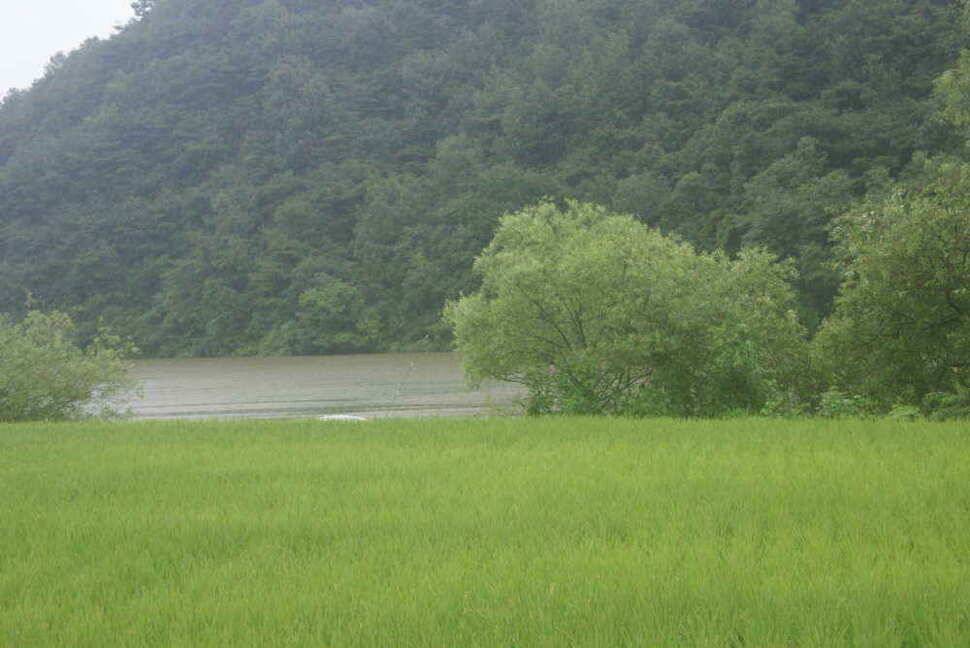 지금 청도권은 만수중새물 찬스 노려보세요 (조황조행기 - 낚시점조황)