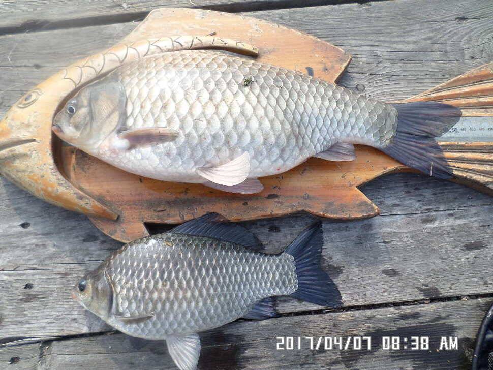 입석에대물44cm 호조황 (조황조행기 - 낚시점조황)