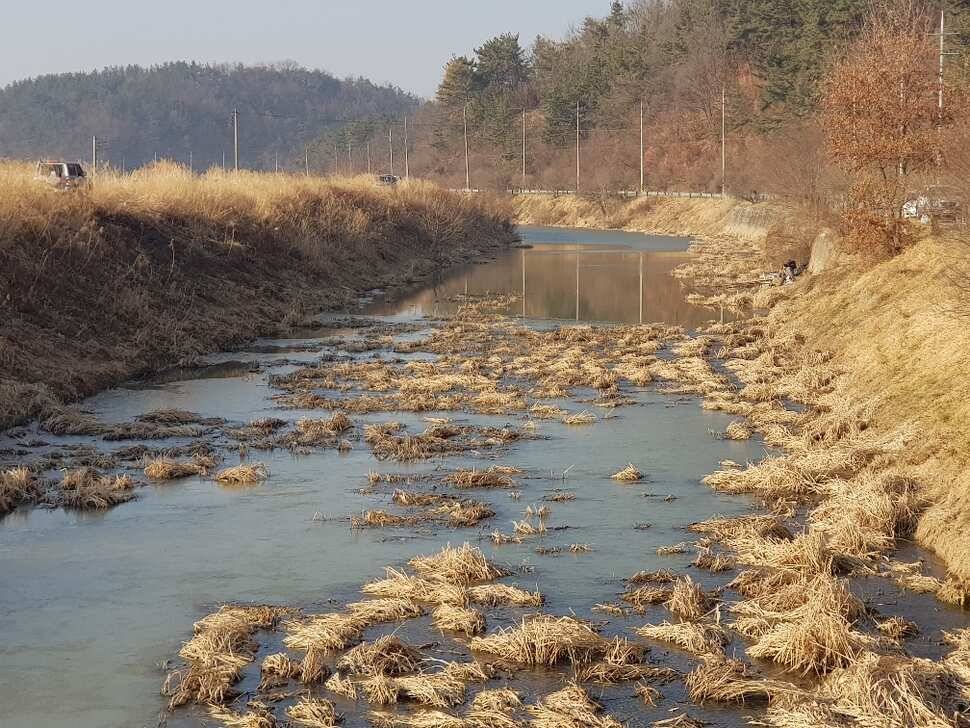 창녕권 조황 살아 나고 있습니다 (조황조행기 - 낚시점조황)