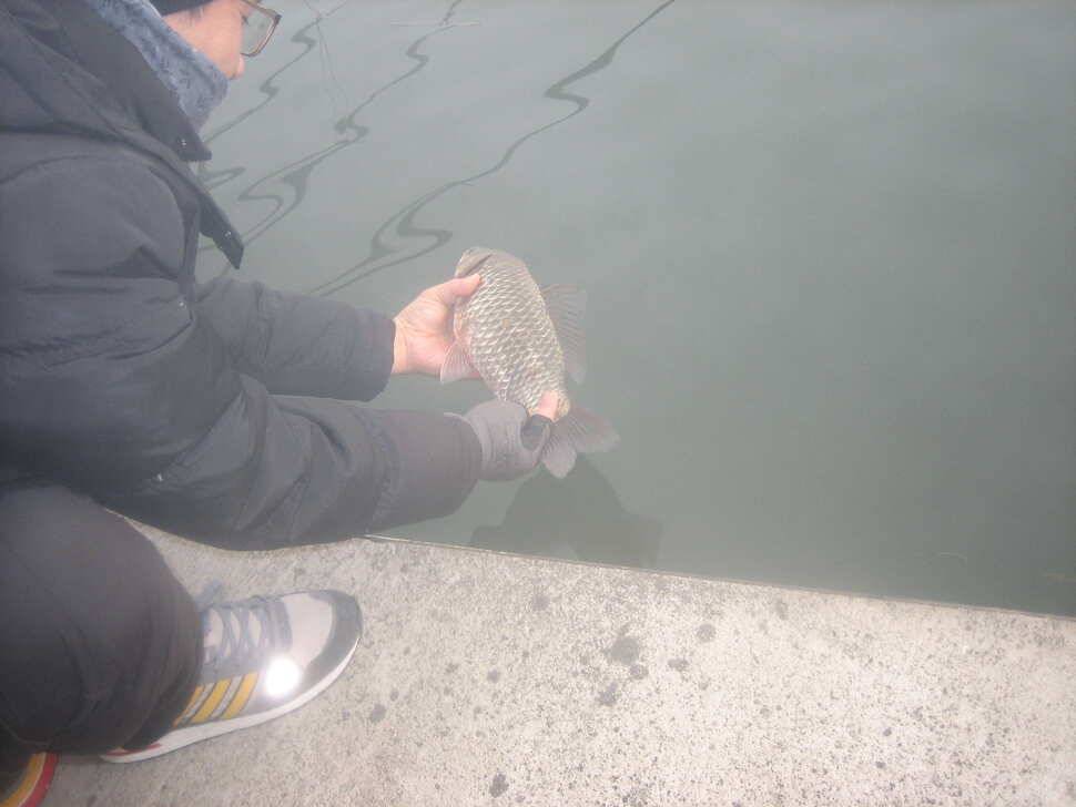 충주탄금호낚시새해 첫4짜 대물조황41cm (조황조행기 - 낚시점조황)