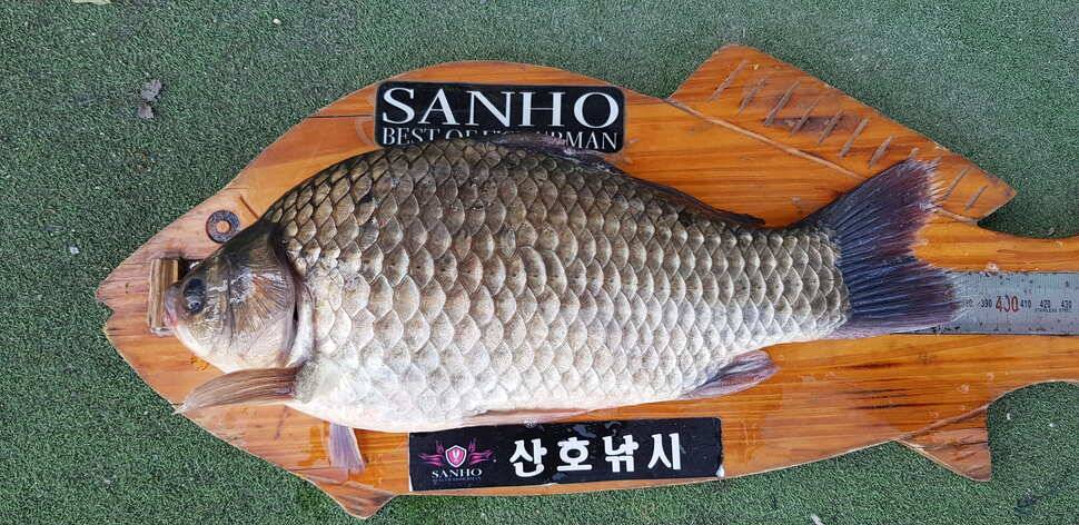 구미권 추석연휴 붕어조황 (조황조행기 - 낚시점조황)