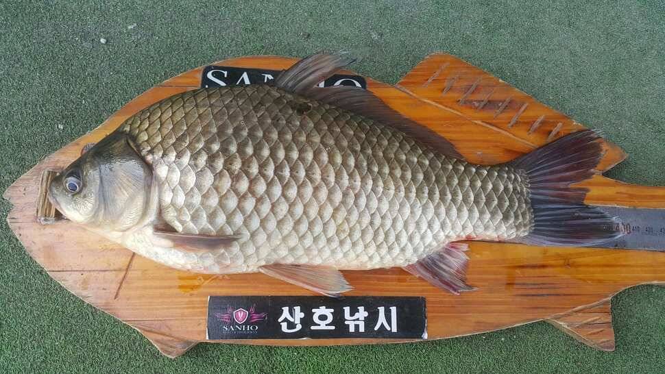 경북구미산호낚시조황소식 (조황조행기 - 낚시점조황)