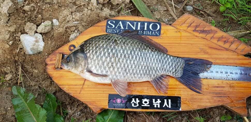 구미 붕어조황추수편 (조황조행기 - 낚시점조황)