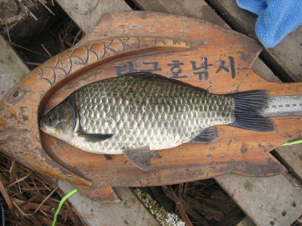 충주탄금호낚시조황 (조황조행기 - 낚시점조황)