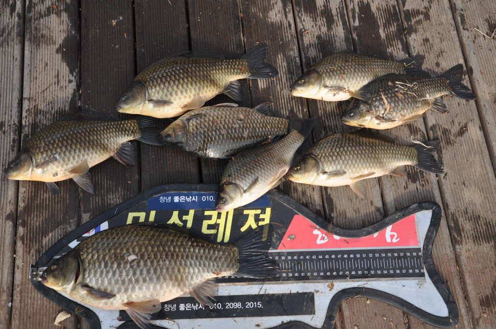 창녕권 485484742 호조황 (조황조행기 - 낚시점조황)