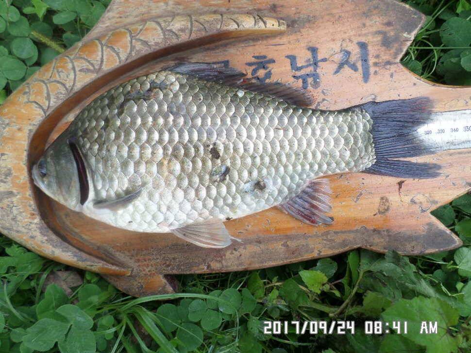 탄금호주변대물39cm와 월척마리수조황 (조황조행기 - 낚시점조황)