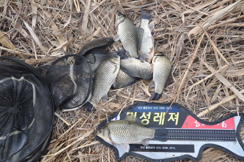 창녕권 485484742 호조황 (조황조행기 - 낚시점조황)