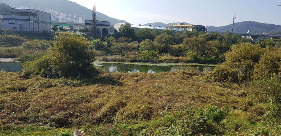 구미권 추석연휴 붕어조황 (조황조행기 - 낚시점조황)