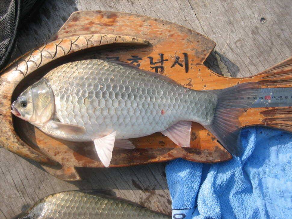 충주탄금호낚시 대물49cm (조황조행기 - 낚시점조황)