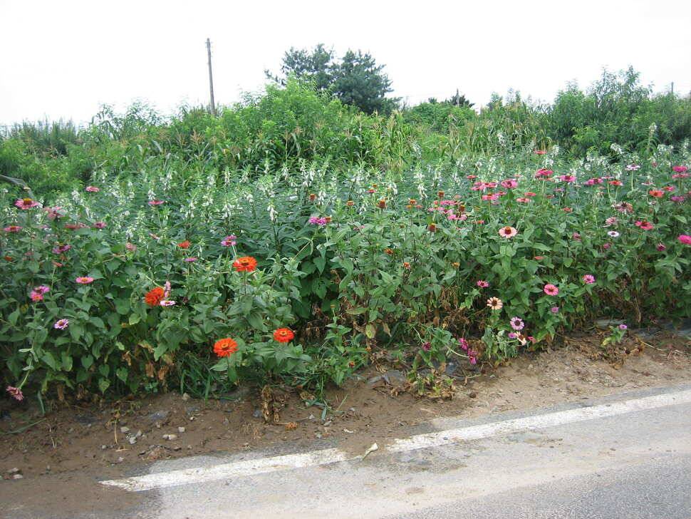 충주 탄금호 낚시조황 (조황조행기 - 낚시점조황)
