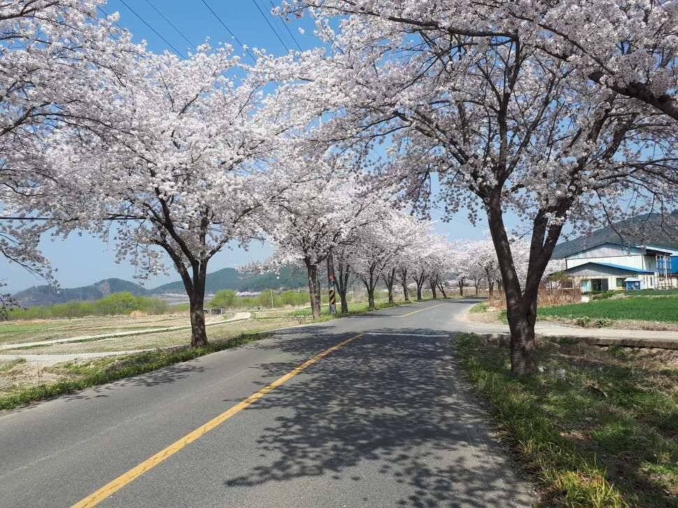 창녕 대물터 조황 (조황조행기 - 낚시점조황)