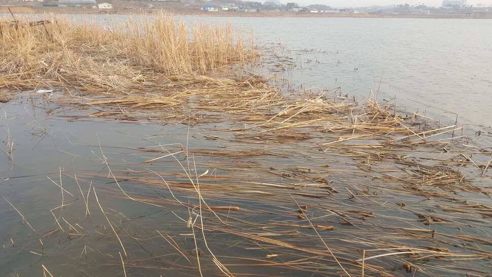 서산저수지 수로권 월척조황 (조황조행기 - 낚시점조황)