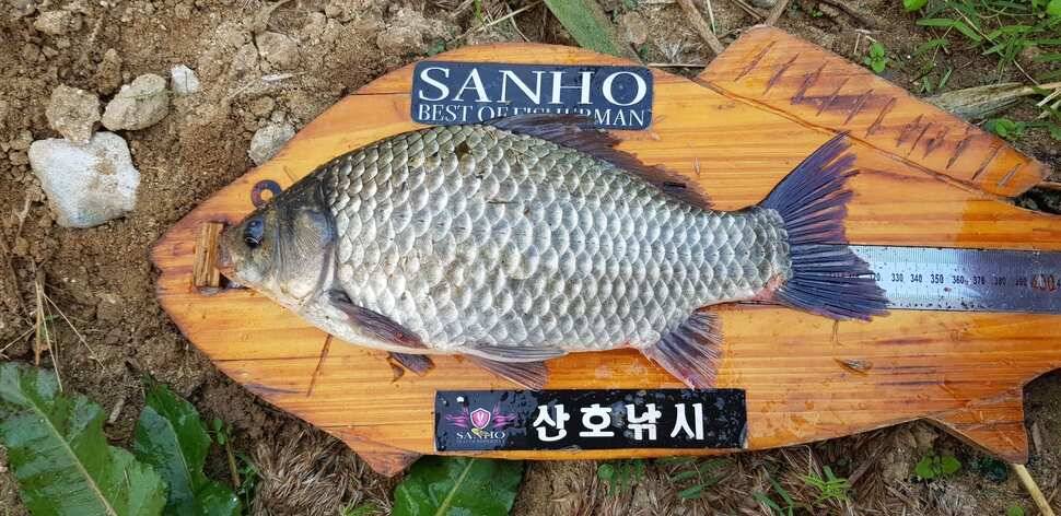 구미 붕어조황추수편 (조황조행기 - 낚시점조황)