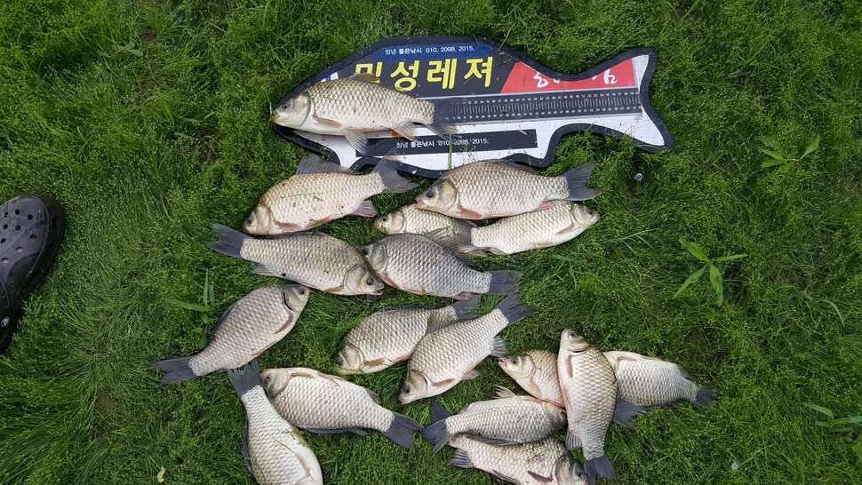 창녕권 살아 나는 조황 (조황조행기 - 낚시점조황)