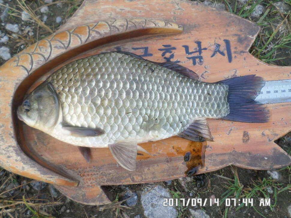 탄금호낚시4짜조황 (조황조행기 - 낚시점조황)