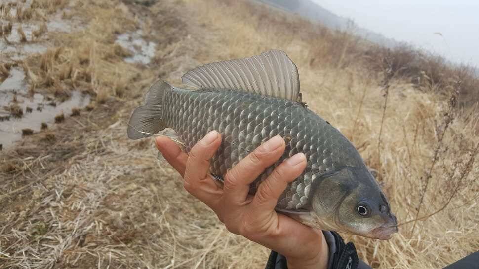 서산저수지 수로권 월척조황 (조황조행기 - 낚시점조황)