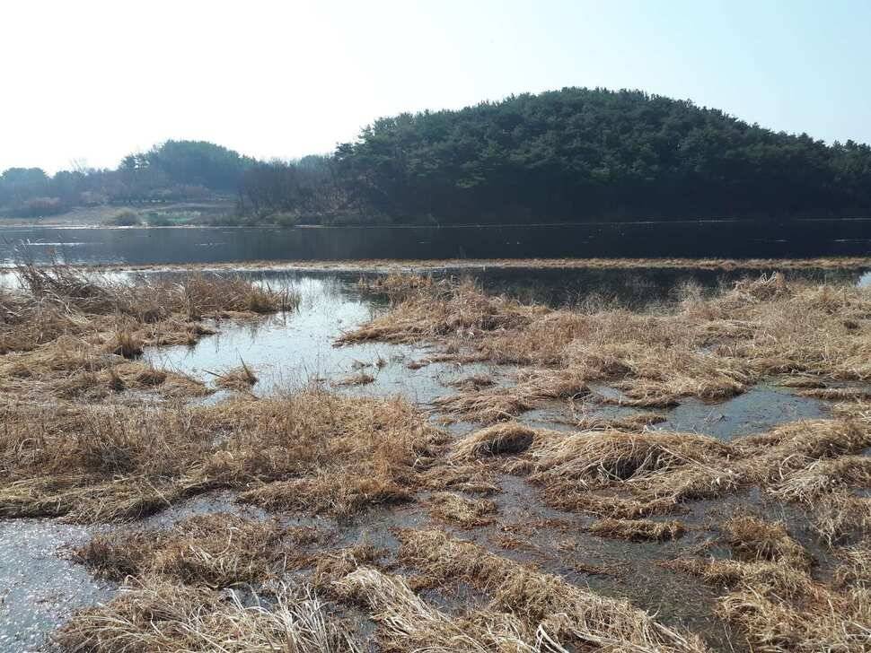 창녕권 붕어 (조황조행기 - 낚시점조황)