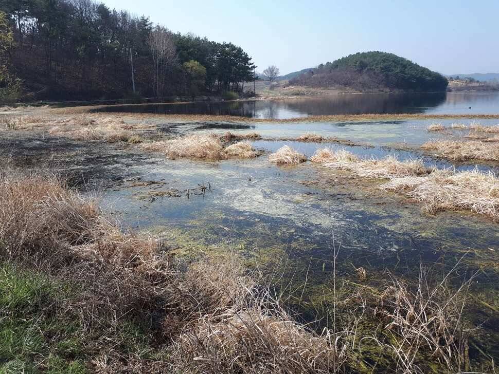 창녕권 붕어 (조황조행기 - 낚시점조황)