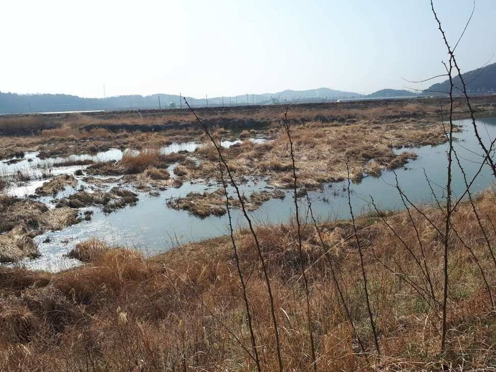 창녕권 붕어 (조황조행기 - 낚시점조황)