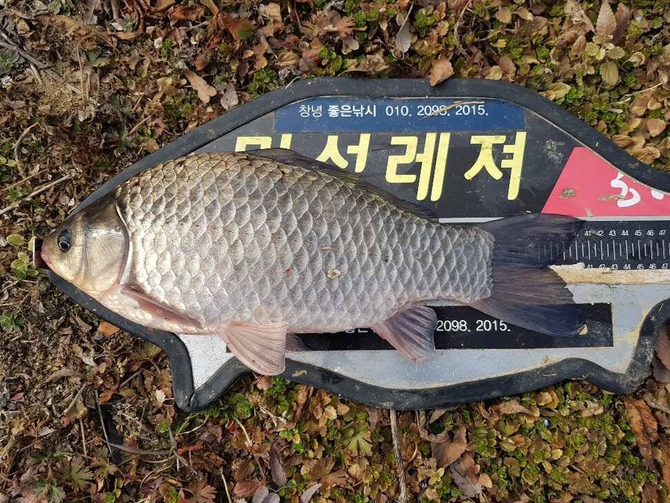창녕권 조황 살아 나고 있습니다 (조황조행기 - 낚시점조황)