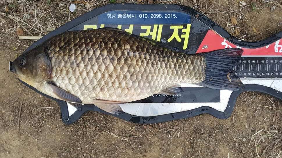 창녕권 485484742 호조황 (조황조행기 - 낚시점조황)