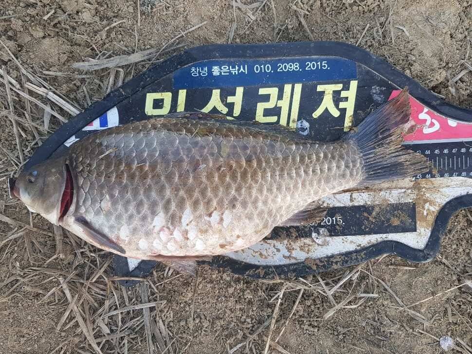 창녕권 조황 살아 나고 있습니다 (조황조행기 - 낚시점조황)