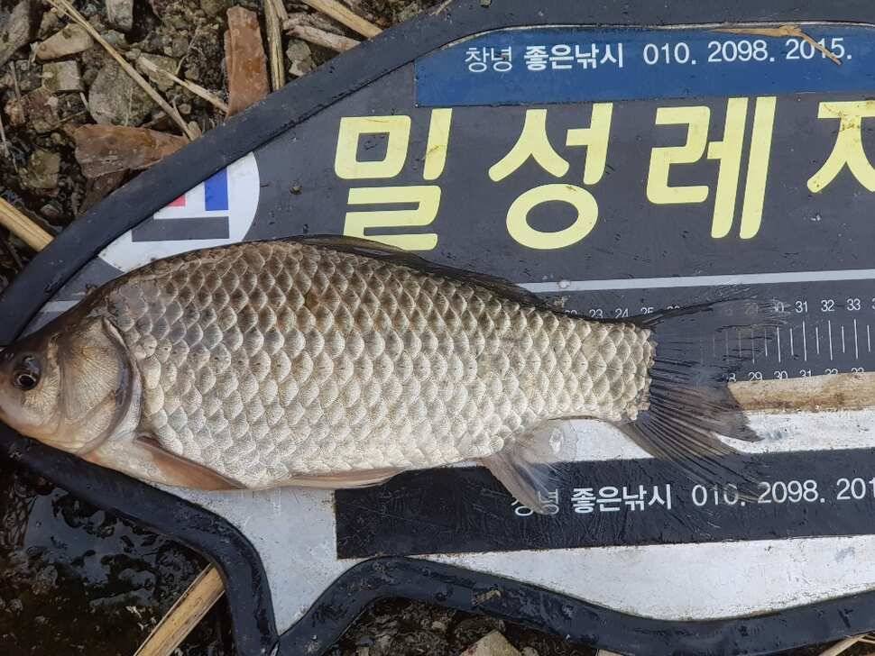창녕권 조황 살아 나고 있습니다 (조황조행기 - 낚시점조황)