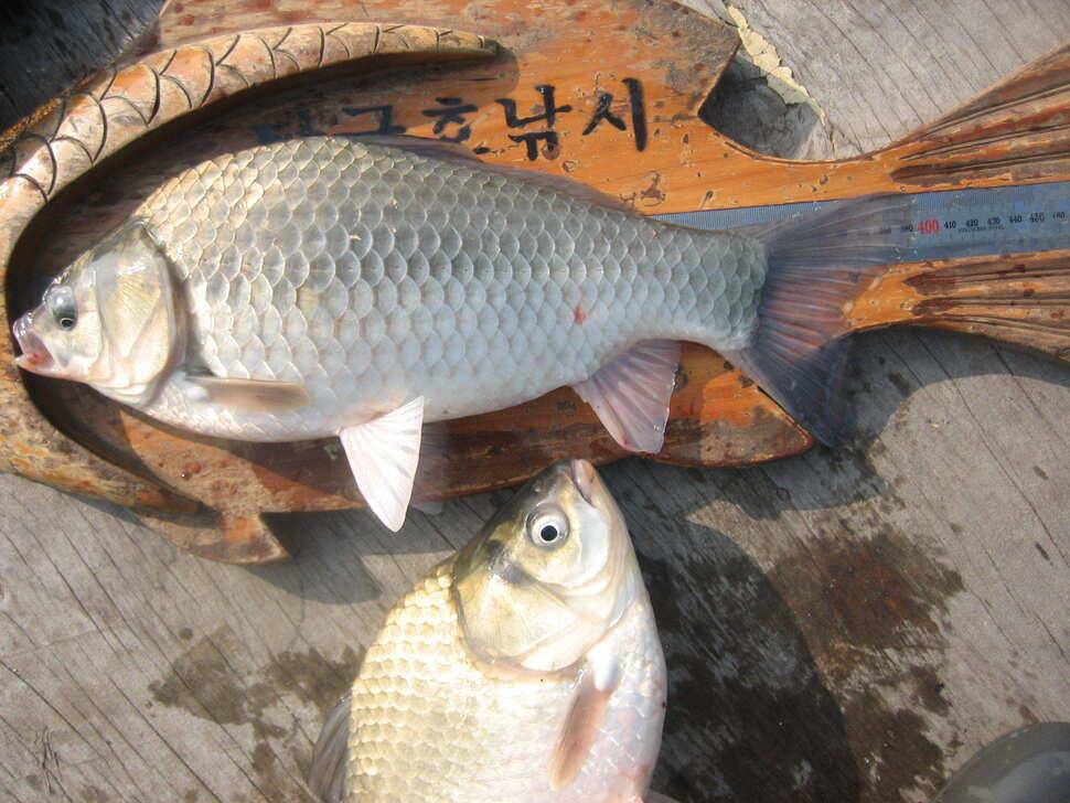 충주탄금호낚시 대물49cm (조황조행기 - 낚시점조황)
