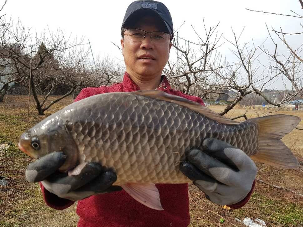 창녕권 조황 살아 나고 있습니다 (조황조행기 - 낚시점조황)