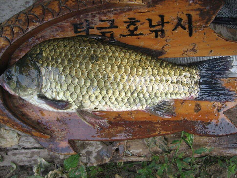 충주 탄금호 낚시조황 (조황조행기 - 낚시점조황)