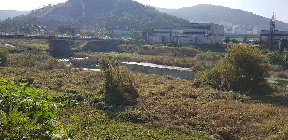 구미권 추석연휴 붕어조황 (조황조행기 - 낚시점조황)