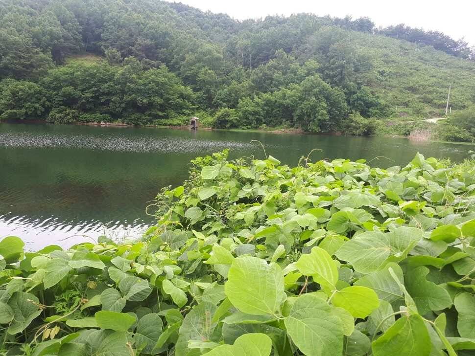 창녕권 저수지정보 (조황조행기 - 낚시점조황)