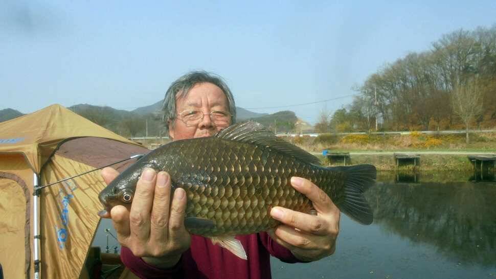 계속되는 사짜조황 (조황조행기 - 낚시점조황)