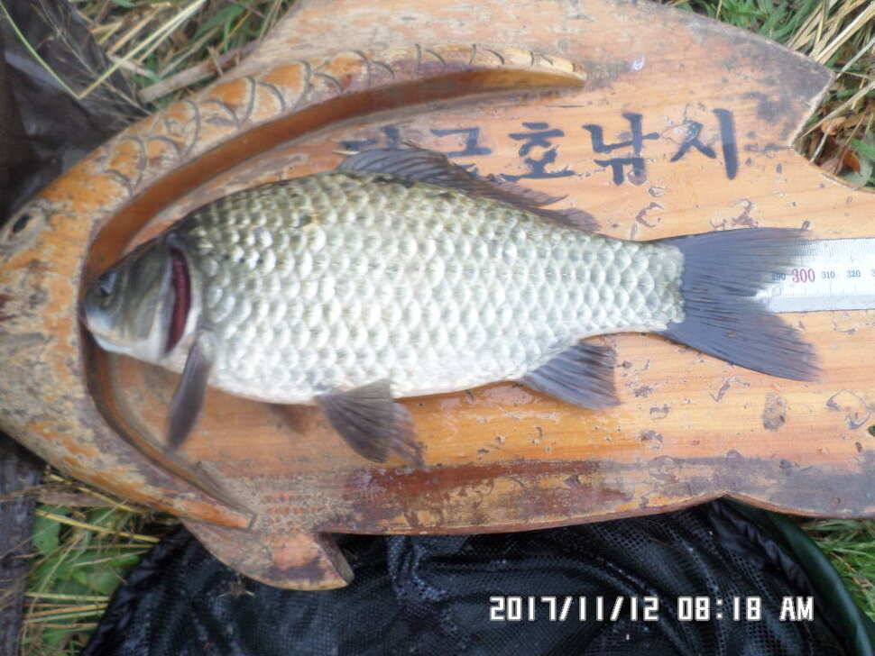 탄금호낚시조황 (조황조행기 - 낚시점조황)