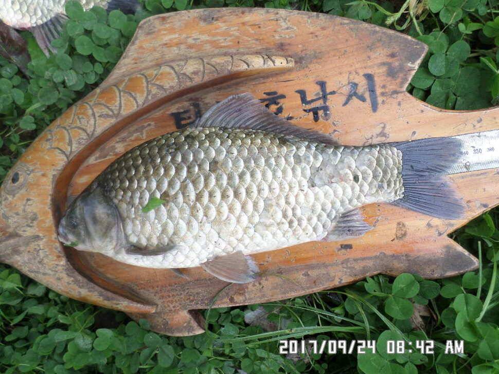 탄금호주변대물39cm와 월척마리수조황 (조황조행기 - 낚시점조황)