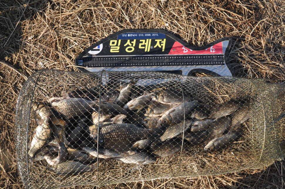창녕권 514848월척 마릿수 (조황조행기 - 낚시점조황)