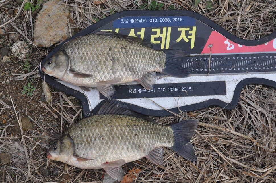 창녕권 514848월척 마릿수 (조황조행기 - 낚시점조황)